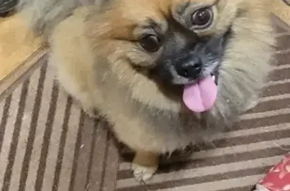 Найдена собака, Московская область, фото: Найден кобель шпица, Вело1, МО