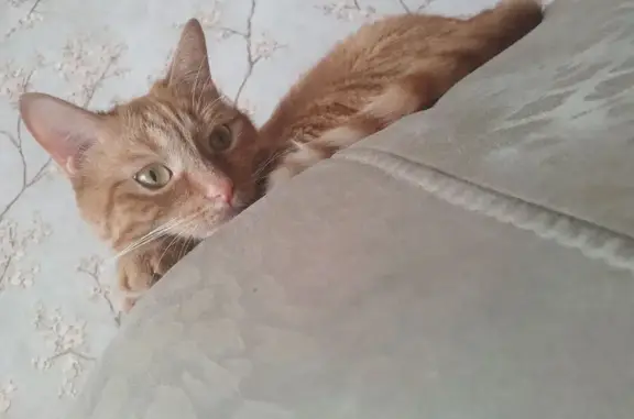 Пропала кошка на Бейвеля, 52, Челябинск