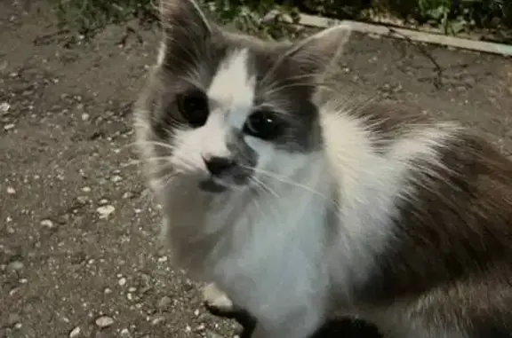 Кошка найдена на Юбилейной, 4А, Ногинск