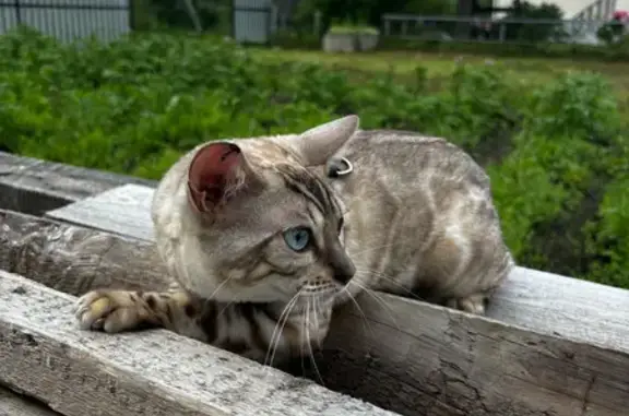 Пропала кошка, Архангельская область