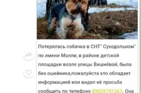 Пропала собака на Малозагородной, Тюмень