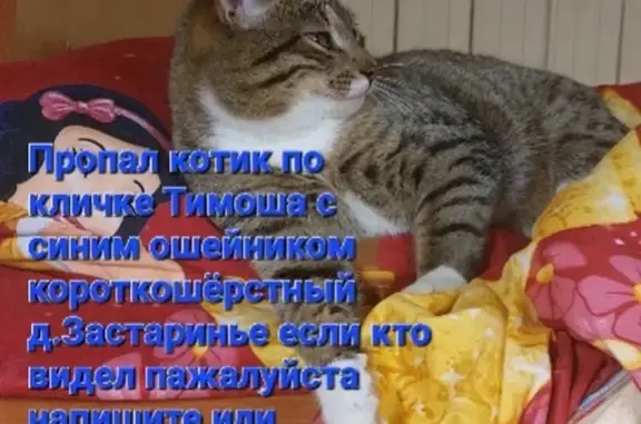 Пропала кошка, Узденский р-н, д. Застаринье, д. 5