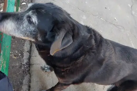 Собака найдена на Амурской улице, Москва