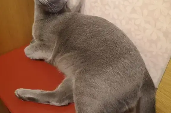 Кошки потеряшки, Санкт-Петербург, фото: Потеряшка кот! 9-я Красноармейская, д. 3/7