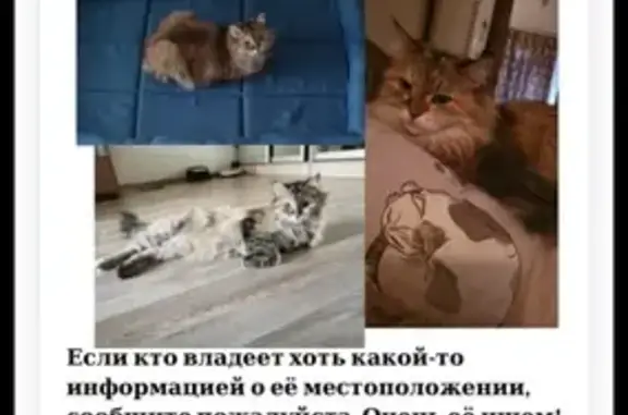 Пропала кошка, Полтавская ул. 29, Новосибирск