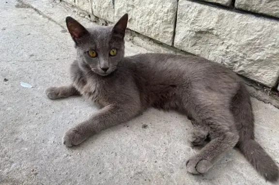 Объявления о пропавших и найденных животных, Туапсинский муниципальный округ, фото: Найдена кошка, Сочинское шоссе, д.16