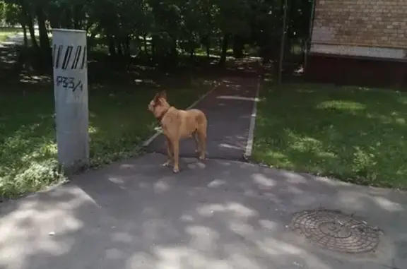 Найдена собака, улица Гамалеи, 1, Москва
