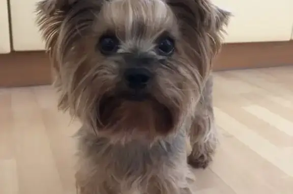 Собаки потеряшки, , фото: Потеряшка собака в пгт. Никита, ул. Янтарная