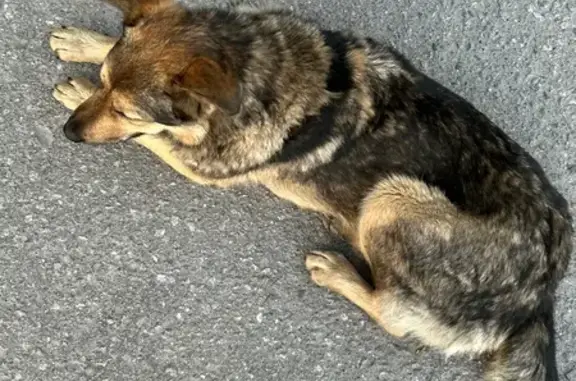 Собака найдена на улице Буркова, Мурманск