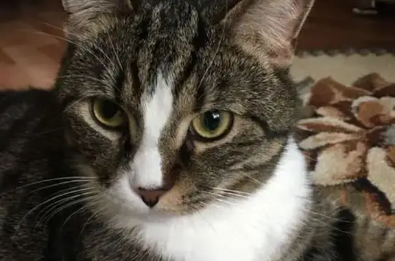 Потерянные животные Санкт-Петербург, фото: Пропал кот, ул. Сикейроса, 6 к2, СПб, звоните!