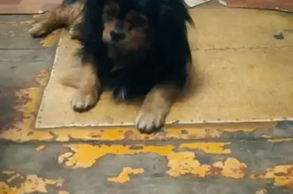 Пропала собака на Борсоева, Улан-Удэ