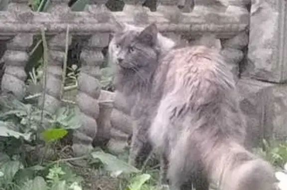 Пропала кошка, Сумская ул. 288, Белгород