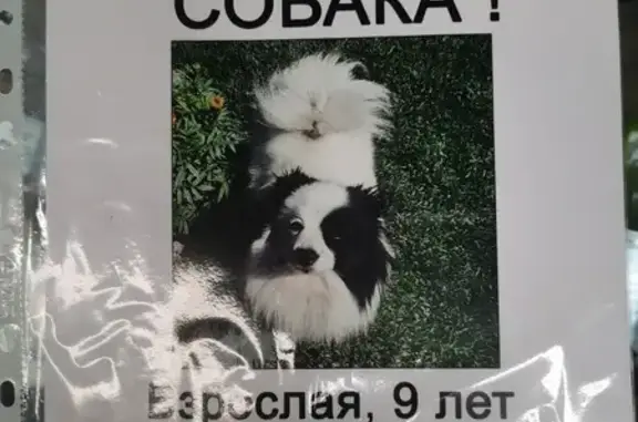 Пропала собака, Приморский, Новосибирск