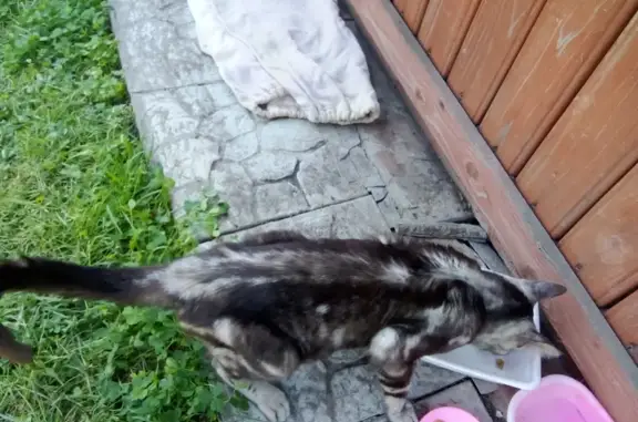 Найдена кошка, Трактовая ул., Заринск