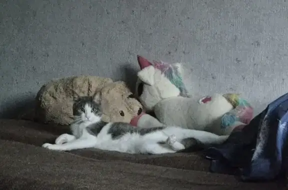 Пропала кошка на Адоратского, 51, Казань
