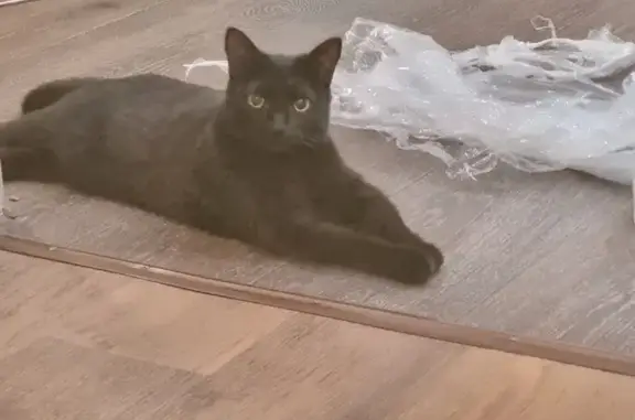 Пропала черная кошка, 432, Краснокаменск