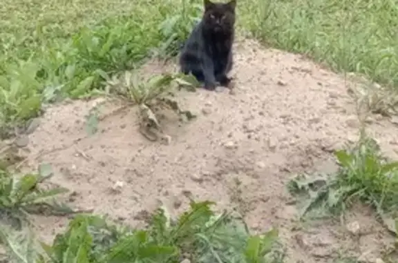 Найдена кошка, улица Урицкого, Юг - photo