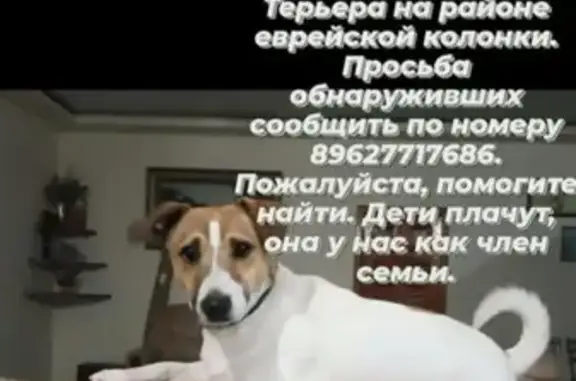 Пропала собака! Нальчик, Кабардино-Балкария