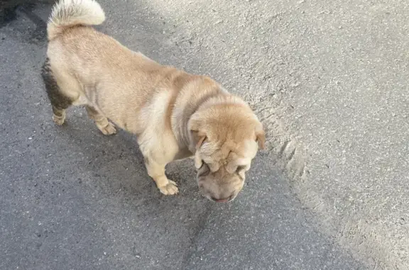 Найдена рыжая собака на ул. Тимирязева, 7 к2