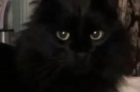 Кошки потеряшки, Краснозаводск, фото: Потеряшка кошка, Краснозаводск, МО