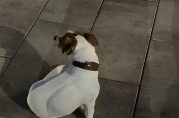 Найдена собака на Международной улице, Сириус