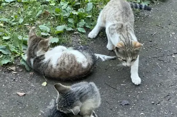 Кошки ищут дом на Земледельческой 2Е