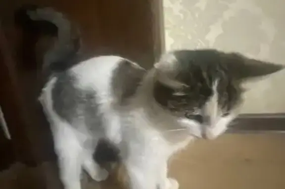 Пропала кошка на Первомайской, Кармаскалы