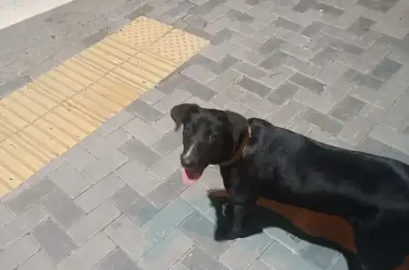 Найдена собака на Киевской, 26...