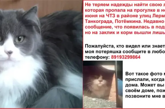 Пропала кошка на ул. Лермонтова, Челябинск