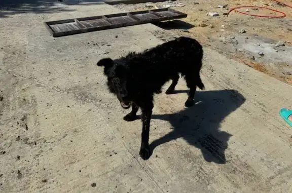 Найдена собака в Кореневщино,...