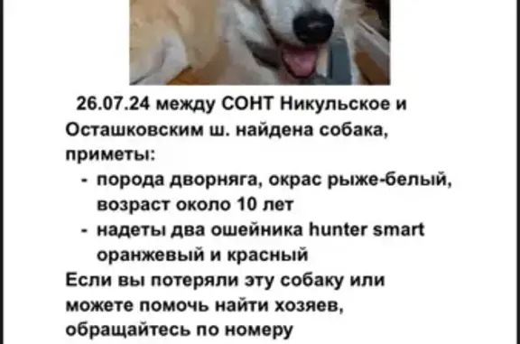 Найдена собака на 46Н-05829, Никульское