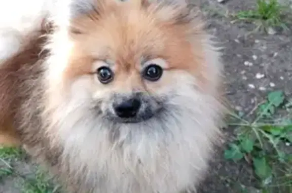 Собаки потеряшки, Глушата, фото: Потеряшка собака, Центральная ул. 33, 26 июля