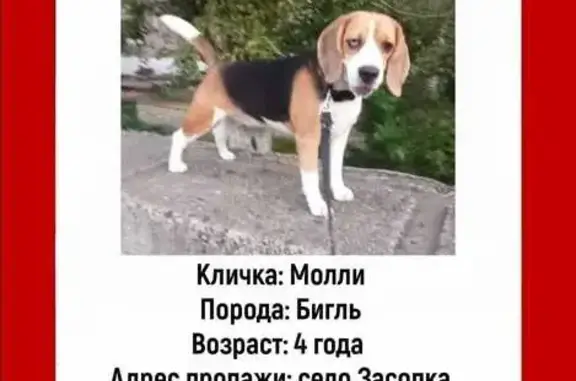 Пропала собака на Тверской улице, Засопка