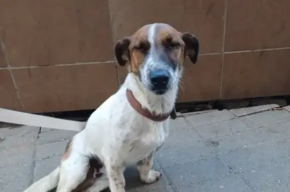Собака найдена у метро Фили, Багратионовский 