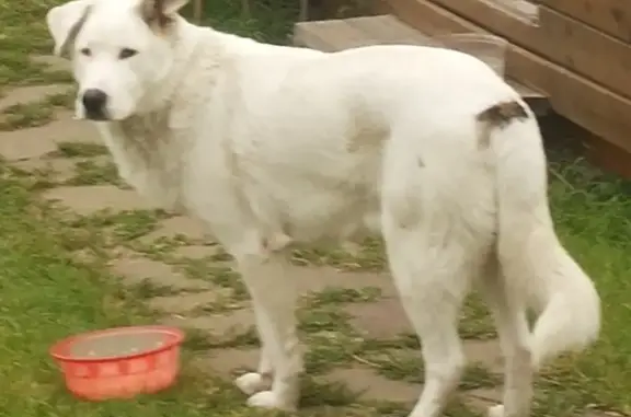 Собаки потеряшки, Поповка, фото: Потеряшка собака, ул. Гагарина, 26, Старково