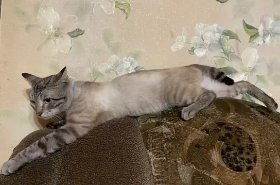 Пропала кошка на Славгородской, Новокузнецк