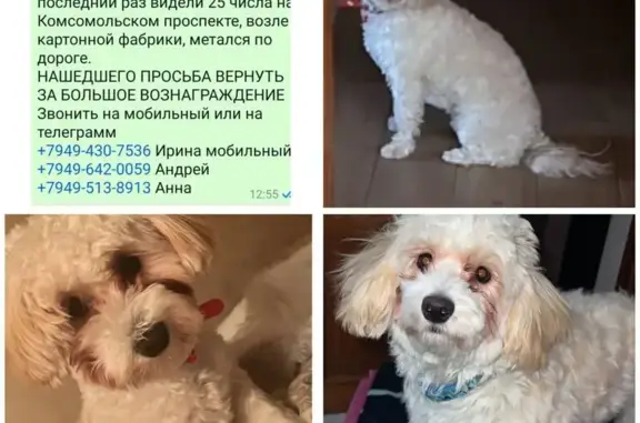 Пропала собака, Донецк, Январская, 7
