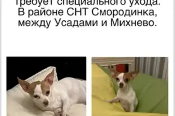 Пропала собака, СНТ Смородинка, Усадовская ул.