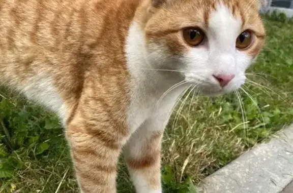 Найдена кошка, ул. Островитянова, 33, Москва