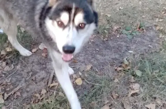 Найдена собака, Тверь, фото: Хаска найдена на проспекте Ленина, 23/1