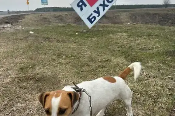 Пропала собака, Буховое, Липецкая область