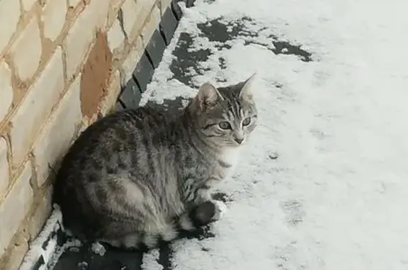 Пропала кошка Каспер, ул. Никанорова, Ряжск