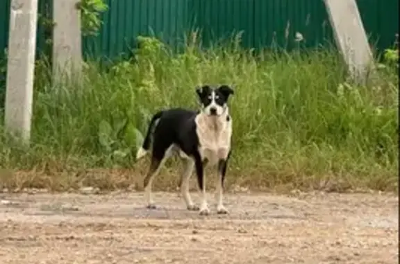 Пропала собака в Вязовке, Нижегородская обл.
