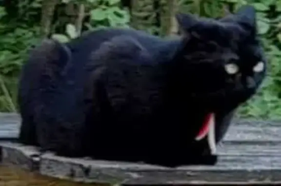 Пропала чёрная кошка, 10-я линия, 69