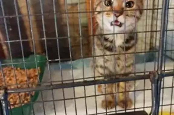 Найдена кошка, ул. Фрунзе, Смоленск