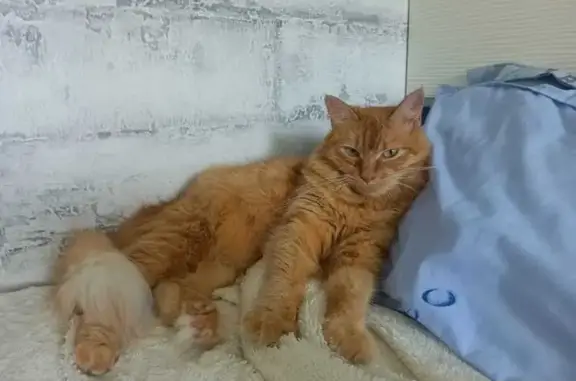 Кошки потеряшки, Владивосток, фото: Потеряшка кошка, Шилкинская 6, Владивосток