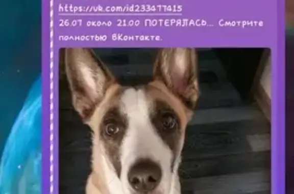 Пропала собака на Литейном пр., 27, СПб