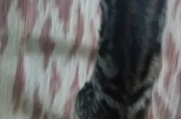 Найдена кошка, Ростов-на-Дону, фото: Найден котенок, ул. Профинтерна, 16