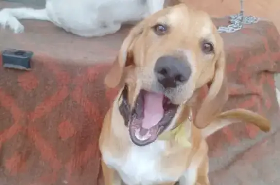 Собаки потеряшки, Казское, фото: Потеряшкаи щенки, Кузедеево — Таштагол