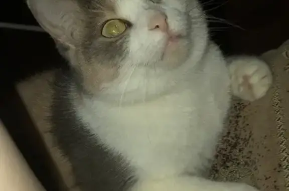 Пропала кошка на Напольной улице, 97, Иркутск - photo